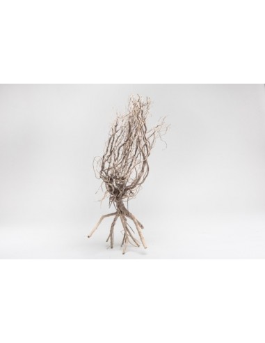 Racine Desert Tree Wood 20-30 CM AquaBota - 1