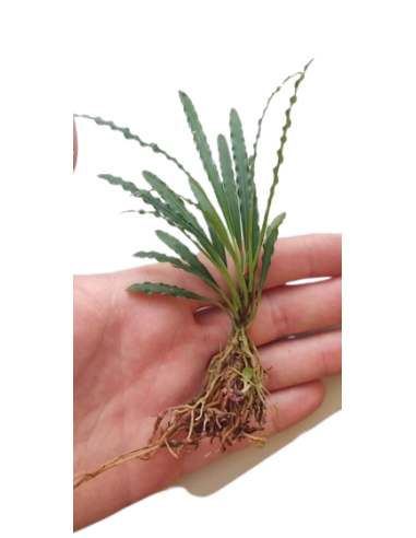 Fenestratarum Mulyadii Tropica - 1
