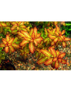 Ludwigia sp. Senegalensis  Guinea - Dark Orange invitro  - 1