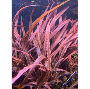 Cryptocoryne pink panther  - 1