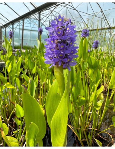 Pontederia cordata  - 2