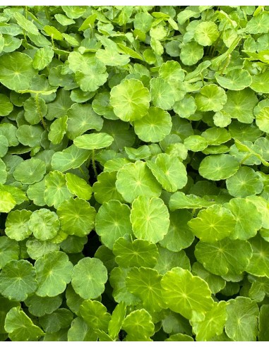 Hydrocotyle vulgaris  - 2