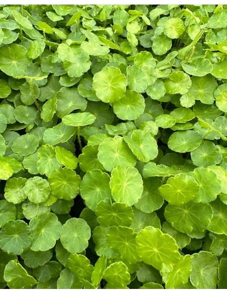 Hydrocotyle vulgaris  - 2