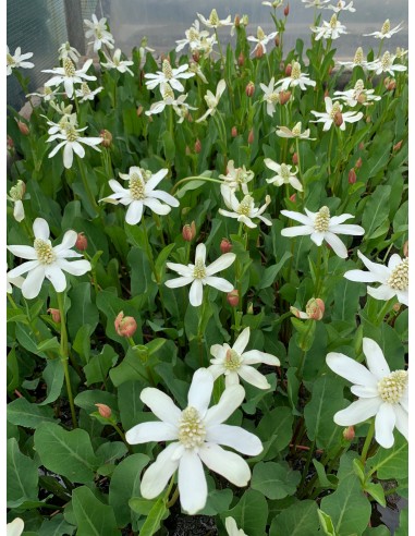 Anemopsis californica  - 3