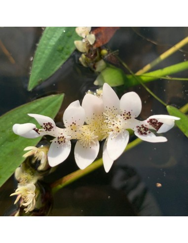 Aponogeton distachyos (3L)  - 2