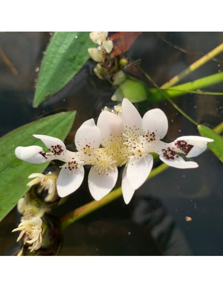 Aponogeton distachyos (3L)  - 2