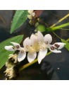 Aponogeton distachyos (3L)  - 2