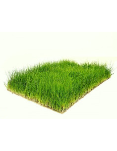 Tapis Eleocharis parvula 60x40cm  - 2 2