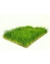 Tapis Eleocharis parvula 60x40cm  - 1
