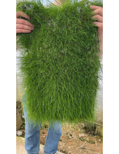 Tapis Eleocharis parvula 60x40cm  - 2