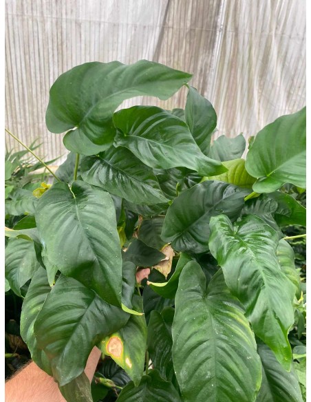 Anubias Barteri var. Barteri XXL  - 1