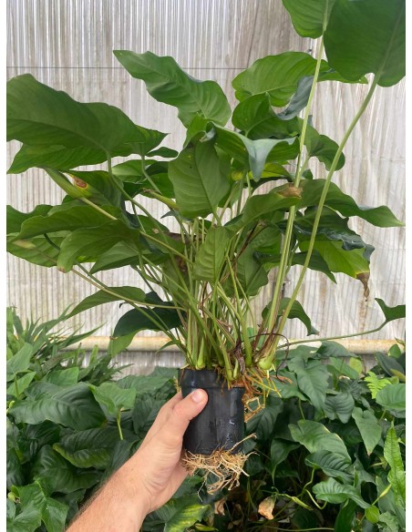 Anubias Barteri var. Barteri XXL  - 2