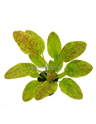 Echinodorus Green Flame  - 1