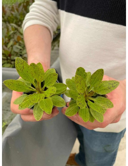 Echinodorus Green Flame  - 2