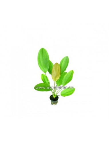 Echinodorus osiris  - 1