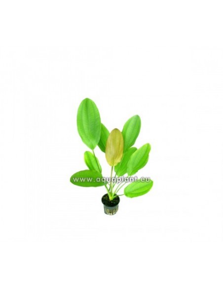 Echinodorus osiris  - 1