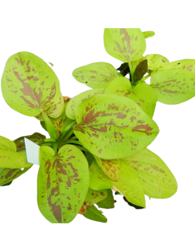 Echinodorus Yellow Sun  - 1