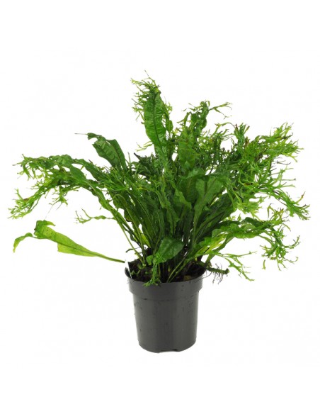 Microsorum pteropus 'Windelov'  xl  - 1