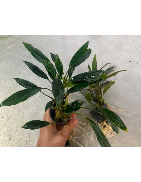 Anubias sp Ducky  - 1