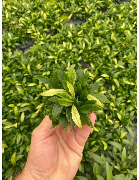 Anubias minima variegata  - 2