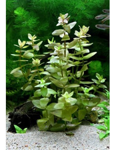 Bacopa caroliniana (amplexicaulis) XL  - 1