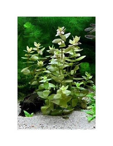 Bacopa caroliniana (amplexicaulis) XL  - 1