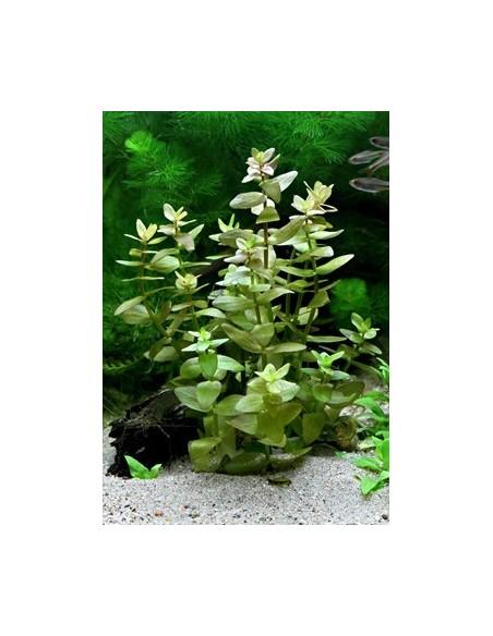 Bacopa caroliniana (amplexicaulis) XL  - 1