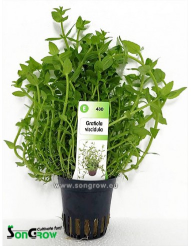 Gratiola viscidula  - 1