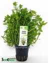 Gratiola viscidula  - 1