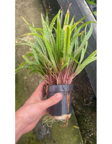 Cryptocoryne crispulata var. balansae XL  - 1