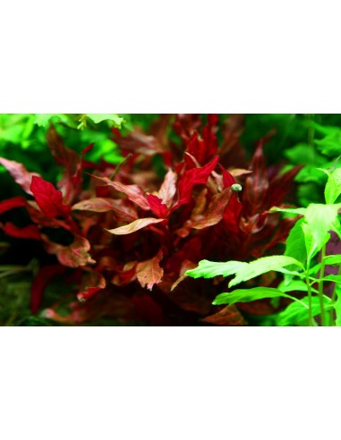 Alternanthera reineckii 'Rosanervig' XL  - 1