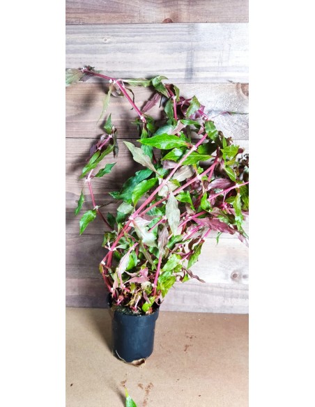 Alternanthera reineckii 'Rosanervig' XL  - 2