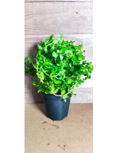 Bacopa caroliniana (amplexicaulis) XL  - 1 2
