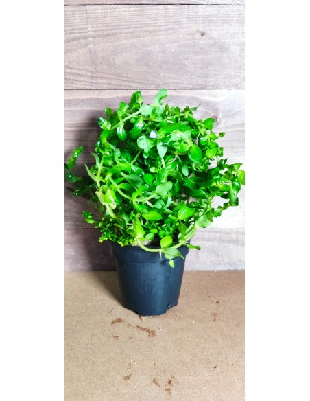 Bacopa caroliniana (amplexicaulis) XL  - 2