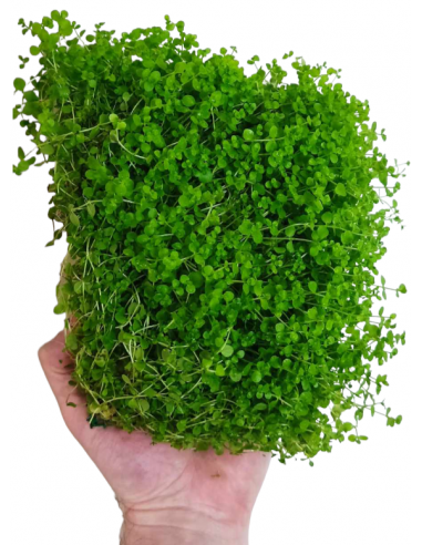 Micranthemum montecarlo mat 10x15cm  - 2