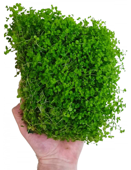 Micranthemum montecarlo mat 10x15cm  - 2