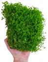 Micranthemum montecarlo mat 10x15cm  - 2