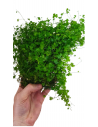 Hydrocotyle cf. tripartita mat  - 3
