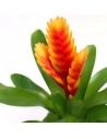 Guzmania mix  - 1