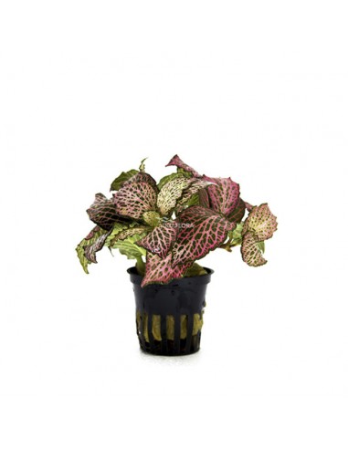 Fittonia 'Red'  - 1
