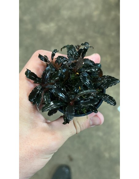 Bucephalandra "Brownie Ghost"  - 1