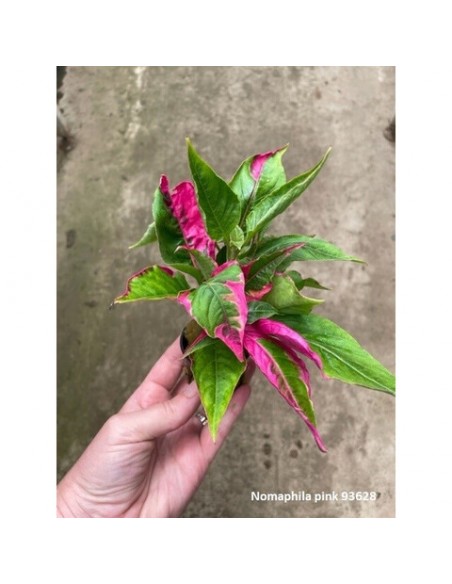 Nomaphila specie pink  - 1