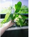 Anubias barteri  'Variegata' xl  - 1