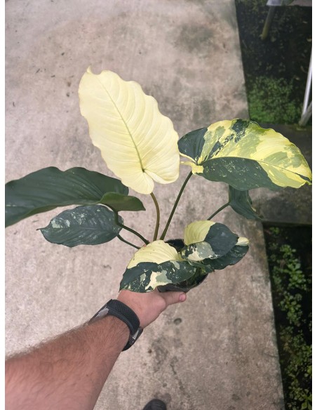 Anubias barteri  'Variegata' xl  - 2