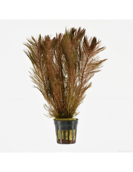 Myriophyllum tuberculatum (red) AquaBota - 1