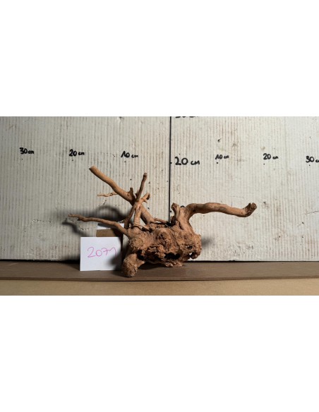 Racine Spiderwood 2071 AquaBota - 1