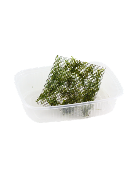 Fissidens fontanus sur grille PAD Tropica Tropica - 2