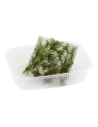 Fissidens fontanus sur grille PAD Tropica Tropica - 2