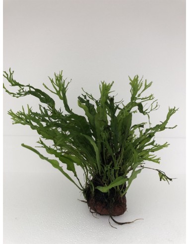 Roche de lave avec microsorum specie  - 1