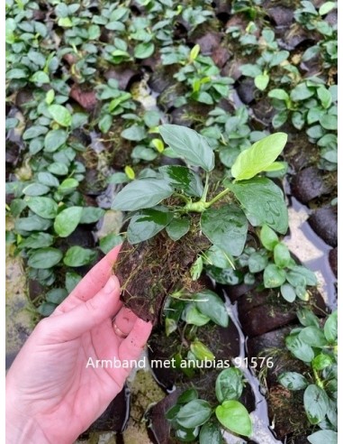 Bracelet de noix de coco avec anubias  - 1
